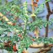 Indian Frankincense, Frankincense, Boswellia serrata, Herb, Herbal Remedy